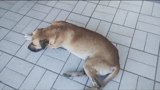 Olha o que aconteceu com o cachorro que não aguentava ficar de pé