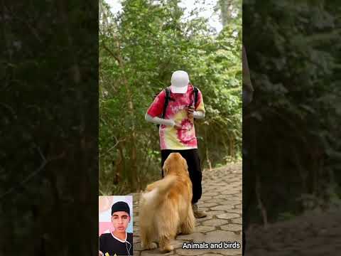 كلب ذكي جدا ? يقوم باشياء مذهلة#funny #shorts #dogs #dog#fypシ #fyp