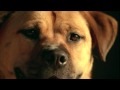 Understanding Shelter Dogs