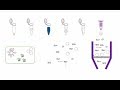 DNA Purification Techniques and Concepts