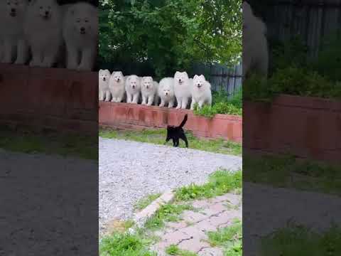 На первой второй расчитайсь