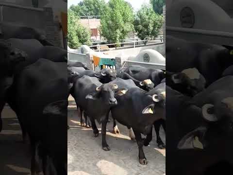 mashallah #buffalo #buffalodairyfarm #bigbuffalos #bigbuffalos #viral #viralvideo #viralshorts