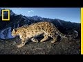 Snow Leopard Behavior and Adaptations