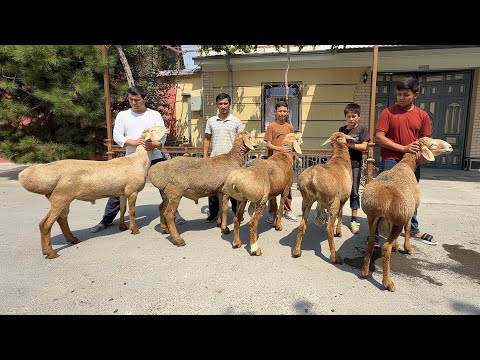 JAXONGIR AKAGA JUDA KATTA 2-tish QOCHQORLAR KELDI SHOSHILING KAM KELGAN