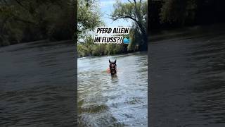 Mein PFERD macht WASSERGYMNASTIK 👯‍♀️🐴