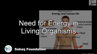 Need for Energy in Living Organisms