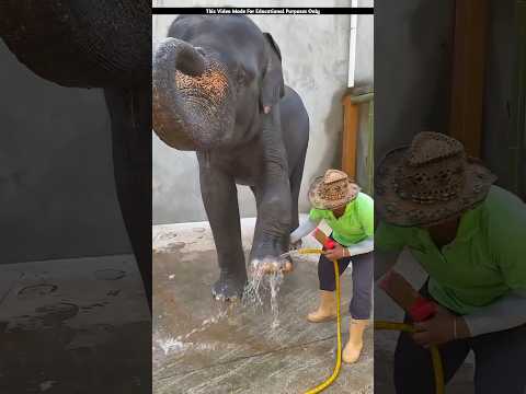 Where did so much dirt come from on the elephant's feet?
