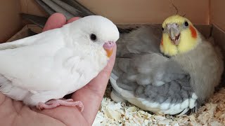 Muhabbet Kuşu Yavruları Büyüdü Kuş Odasında Vlog