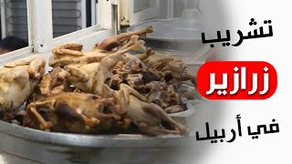 تشريب زرازير 😍✌️مطعم في اربيل يقدم تشريب الطيور