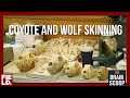 Understanding Wolves and Coyotes