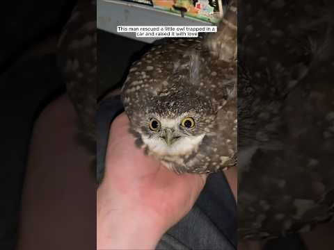 This man rescued a little owl trapped in a car and raised it with love #animalshorts #owl