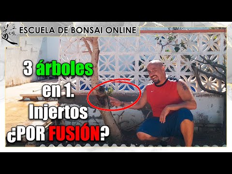 3 Variedades de árbol en 1 - Injertando por fusión
