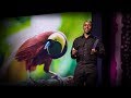 Birds and Their Significance