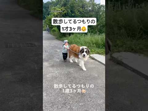 散歩してるつもりが実はされてた☺️      #犬　#セントバーナード #大型犬　#子供　#犬のいる暮らし