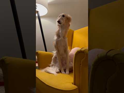 borzoi vs silken windhound, part 2 #dog #borzoi #silkenwindhound #petsofyoutube #voiceover #satire