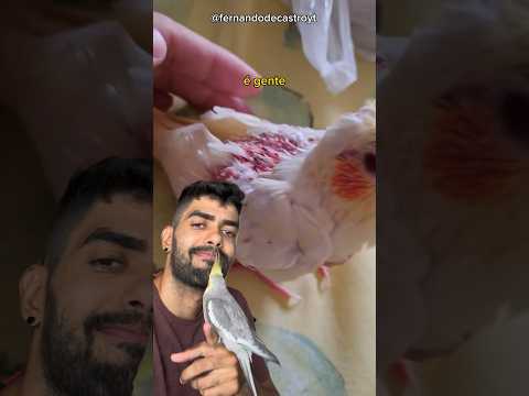 O próprio pai fez isso com o filhote de calopsita #calopsita #calopsitas