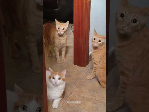 Segundo día de veterinario #comedyvideo #cat #gatosgraciosos #humor #gatitoschistosos
