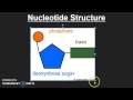 Understanding Nucleotide Structure and DNA