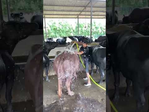 Girdhara dairy farm Surat Gujarat