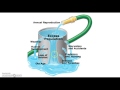 Density-Dependent and Independent Factors