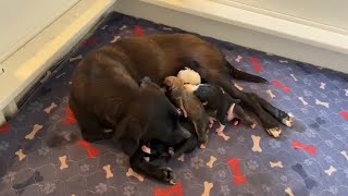 Beautiful Andi is delivering her precious puppies - Mother dog giving birth live
