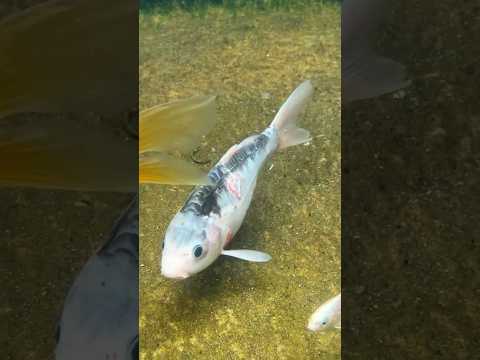 Los pecesโฆ #peces #koi #tonifero #viral