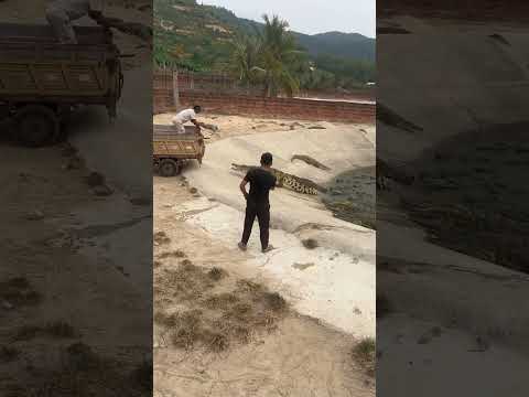 Angry crocodile 😠 #trending #crocodile #funnyanimal #animals #viralvideo #crocodilefarm #fyp
