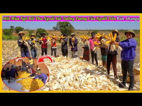 Bản Ahanga Tập 9 || Một Mùa Ngô Bội Thu Ngoài Sức Tưởng Tượng Của Người Dân Bản ???