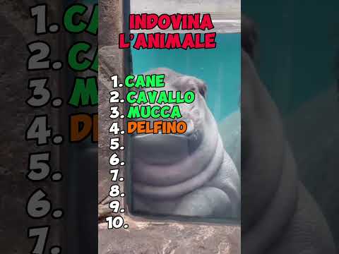 Indovina l’animale #quiz #quiztime #quizgames #test #youtubeshorts #intrattenimento  #animals