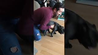 Crazy dog?#cute #Love #dogs #doglife #dog #funnydog #fyp #animals