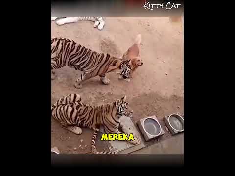 Ketika Anak Harimau Dibesarkan Oleh Induk Anjing Hingga Tumbuh Dewasa #anjing #harimau #viral