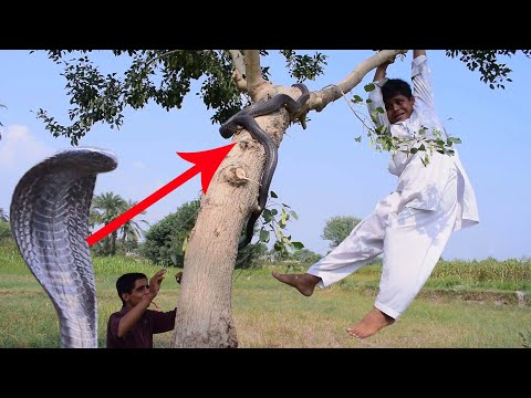 the snake climbed the tree to attack the boy the boy jumped from the tree to save his life naag jogi