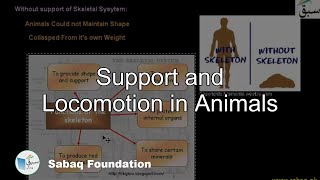 Support and Locomotion in Animals
