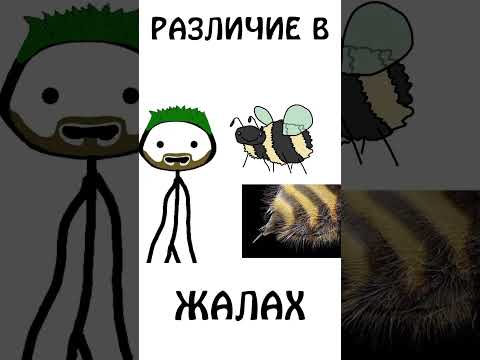 Жало осы, пчелы, шмеля и шершня #shorts #анимация #шортс #животные #шмель #оса #шершень #пчела #жало