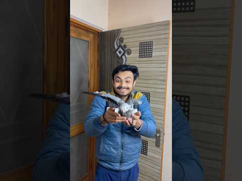 African grey ? aa gaya mini zoo mein #shorts #africangrey #dailyminivlog