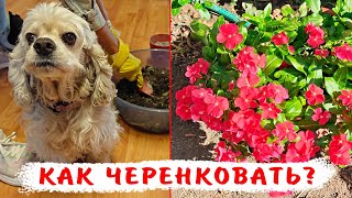 7 причин черенковать катарантусы! Все тонкости черенкования катарантусов