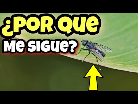 SIEMPRE hay 1 MOSCA que me Persigue... ¿Que me Quiere decir y Porque lo hace?