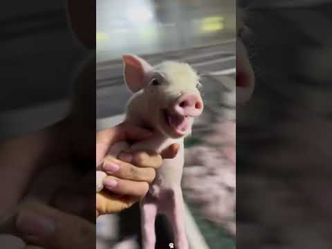 Do you want to raise a pig? #funny #pets #pet #pigeonlover #funnypets #funnyvideo #funnyvideos