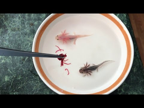 I found baby axolotls...