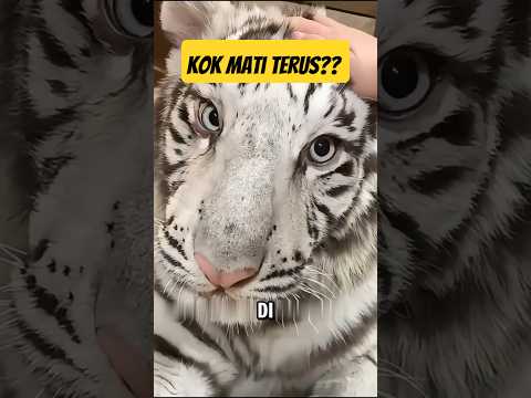 Kenapa Harimau Putih Gampang Mati di Alam Liar? 😂🧐