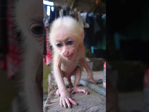 cute monkey hiuhiu feeling itchy #monkey #babymonkey #cute #animals #funny #usa