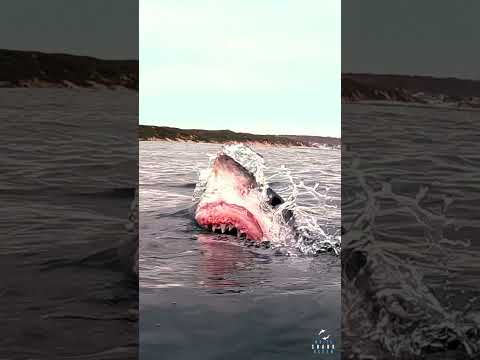 Great White In The Shallows