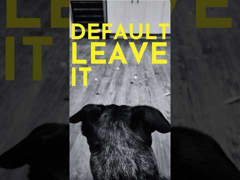 How to Teach Your Dog to Not Eat Anything That Falls on The Ground