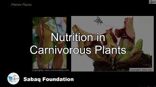 Nutrition in Carnivorous Plants