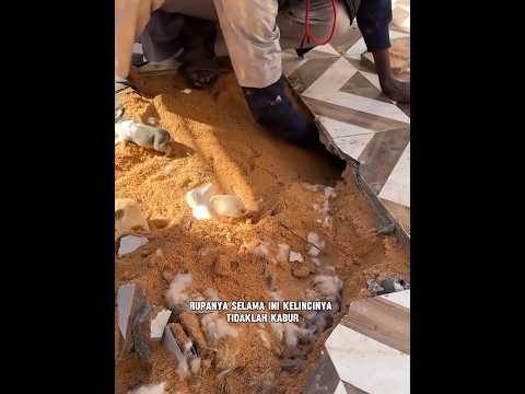 Dikira Kabur Malah Tambah Banyak #shortvideo #shortsfeed #unik