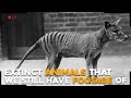 Causes of Animal Extinction