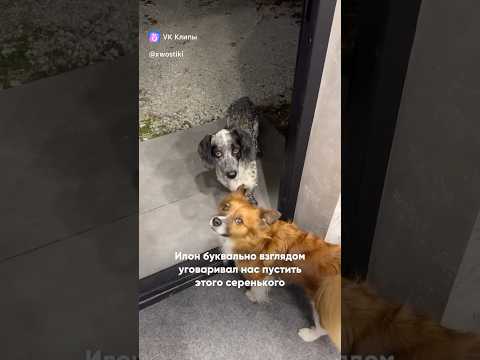 Любите и помогайте животным.