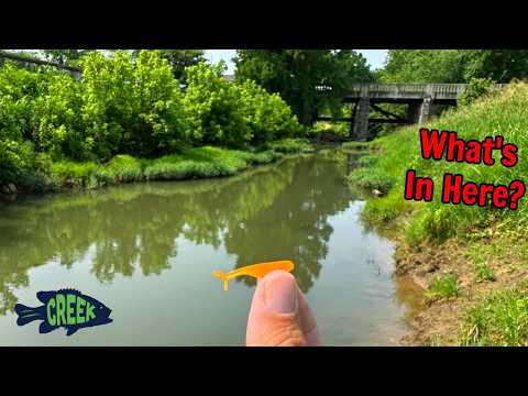 I was Surprised What's in This Urban Creek!