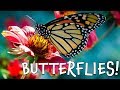 Butterfly Facts and Trivia