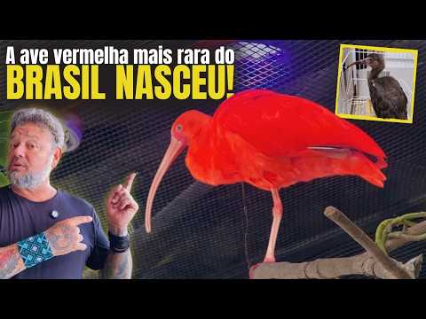 🩸 A AVE VERMELHA MAIS RARA DO BRASIL NASCEU! ELA ESTÁ AQUI!